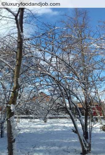 Cartoline dall'Ucraina - Sumy di fine marzo  